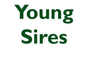Young Sire