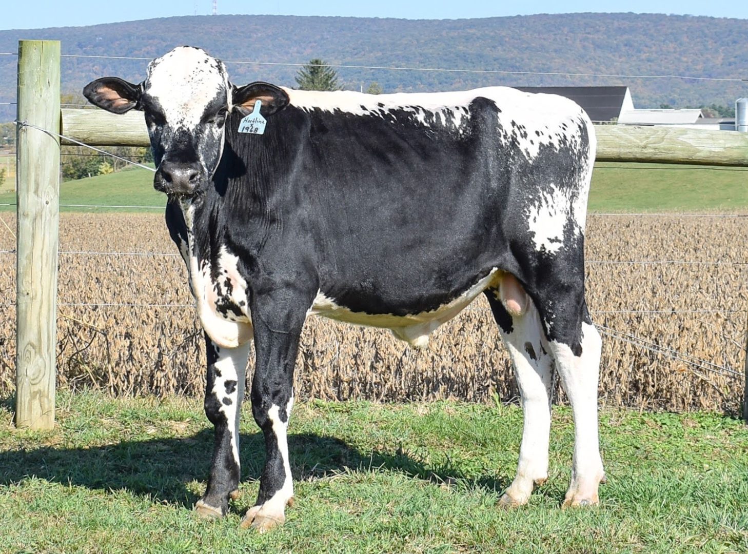 Lineback Lineup | Triple-Hil Sires