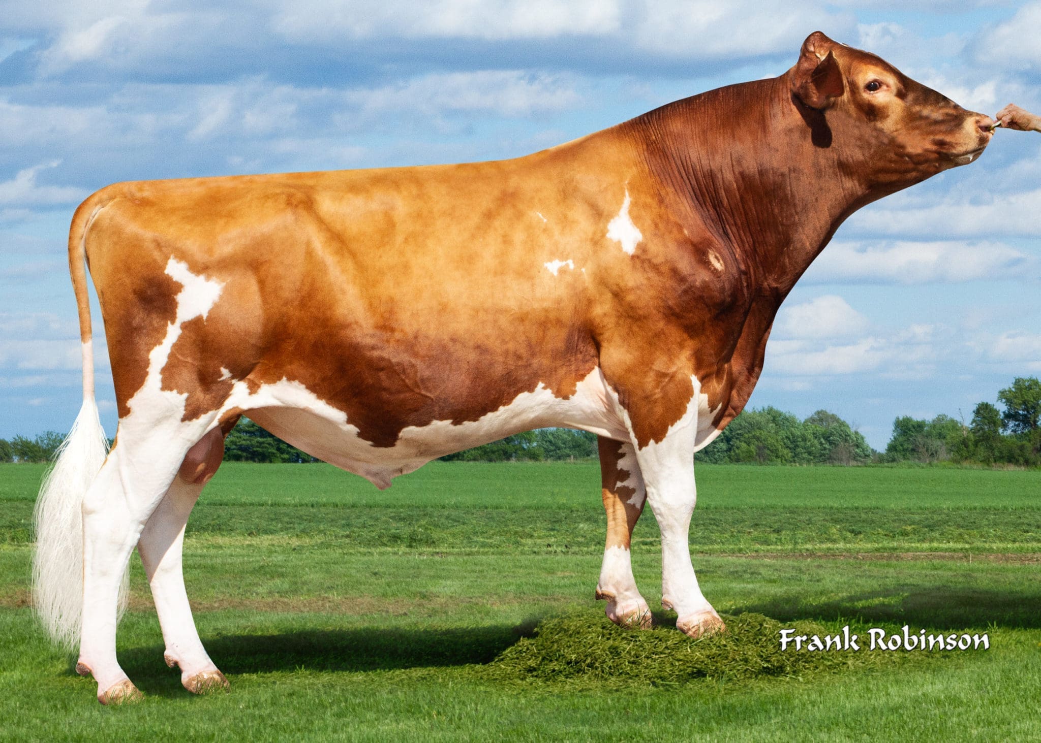 Guernsey bull