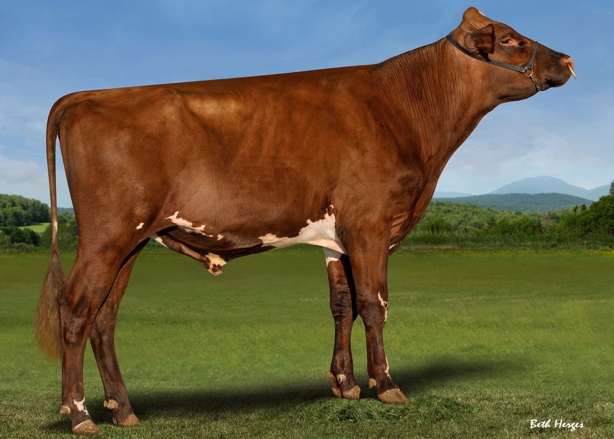 Milking Shorthorn bull