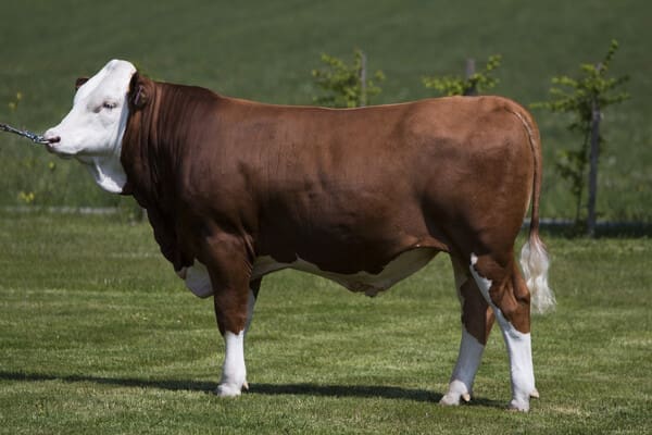 Fleckvieh bull