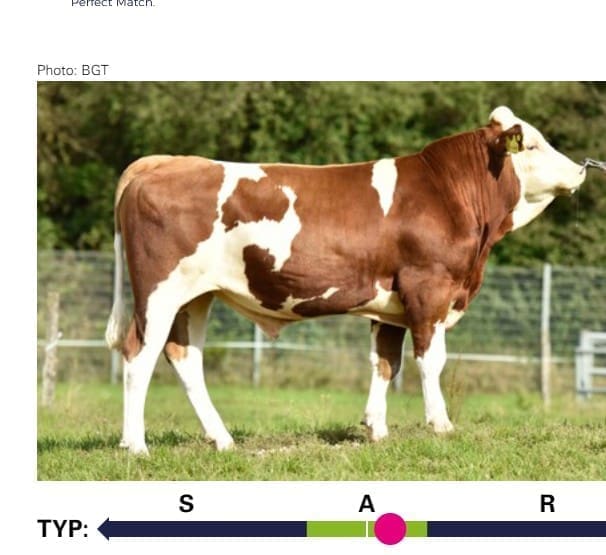 HEUWIESE bull